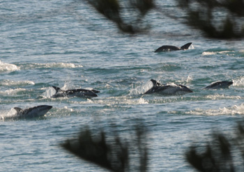 Dusky Dolphin close inshore at Kaikoura