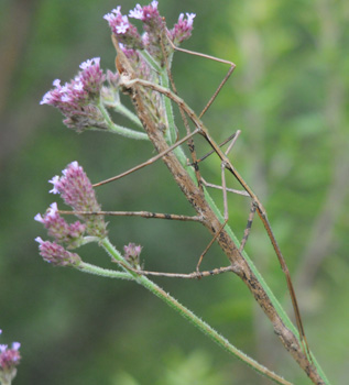 Stick Insect possibly Clitarchus Sp.jpg