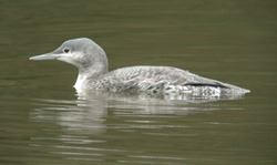 Red-throated Diver - Yarrow Valley Country Park October 26th 2004