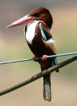 White-throated Kingfisher
