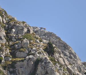 A couple of  Chamois to keep us company - click for larger picture