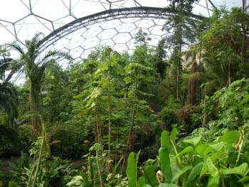 Inside the Tropical dome at Eden