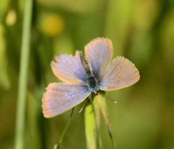 Iolas Blue butterfly
