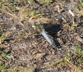 Black-tailed Skimmer - click for larger image