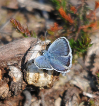 Silver-studded Blue - click for larger image