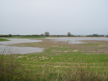 Flooded fields and pools at Alkborough