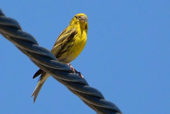 Serin - click for larger image