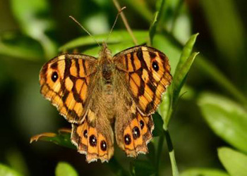 Speckled Wood (P.a.aegeria)