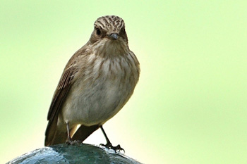 Spotted Flycatcher (Balearic subspecies)