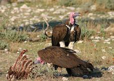 Lappet-faced Vultures by David Mason