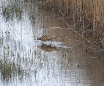 Bittern crossing in front of the Bittern Hide at Minsmere