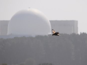 Marsh Harrier at Minsmere with the unmistakable Sizewell Nuclear Power Station in the background