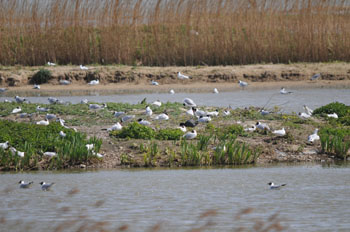 The Scrape at Minsmere with some of the many Black-headed Gulls and a few Mediterranean Gulls thrown in for good measure