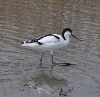 Avocet at Titchwell - click for larger image