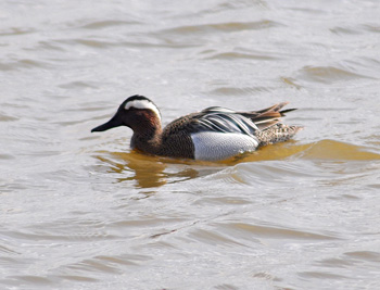 Garganey at Titchwell - click for larger image