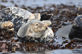 Grey Seal - Inner Farne - click for larger image