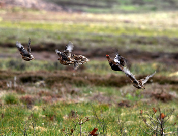 Flight of Red Grouse Lochindorb - click for larger image
