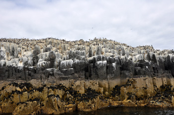 Sea Bird colony Sable Island