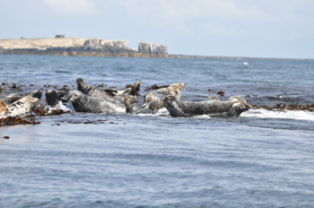 Grey Seal Colony Sable Island