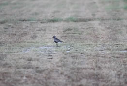 Lonely Grey Plover