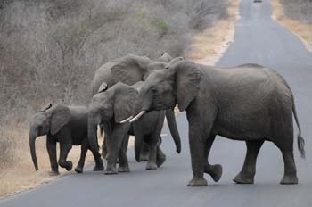 Elephants in the Kruger