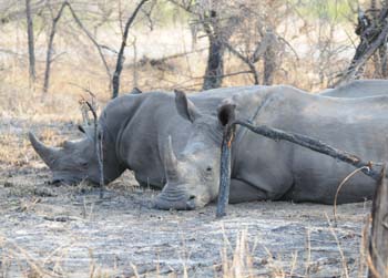 Sleepy White Rhino in the Kruger