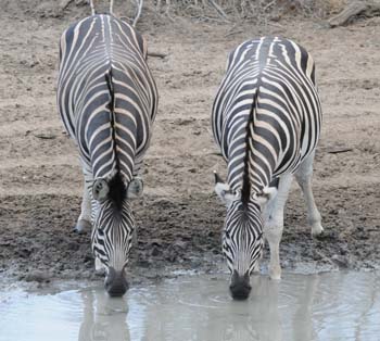 Zebra at the Kumasinga waterhole Mkhuze