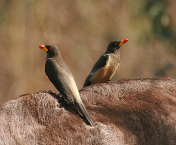 Yellow-billed Oxpeckers