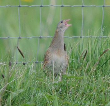 Calling Corncrake giving a much better view today - click for larger image