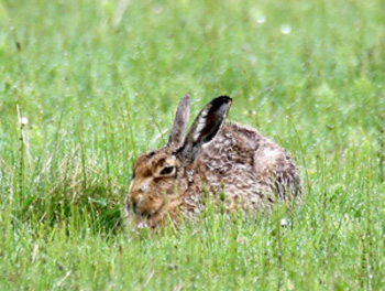 Hare on Tiree