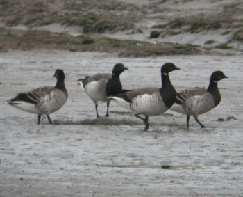 Pale-bellied Brent Geese on Holy Island