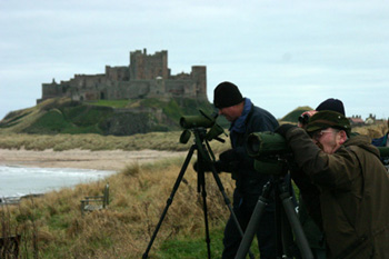 Birdwatching at Stag Rocks near Bamburgh Castle