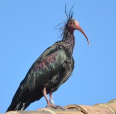 Bald Ibis