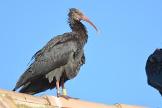 Bald Ibis Juvenile