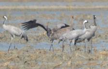 Common Cranes