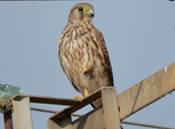 Common Kestrel