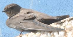 Crag Martin