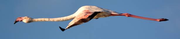 Greater Flamingo