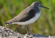 Green Sandpiper