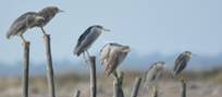 Night Herons disturbed by a Marsh Harrier