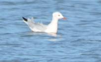 Slender-billed Gull