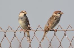 Spanish Sparrow