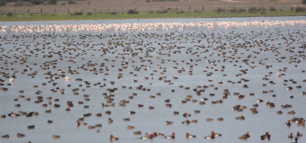 Wildfowl flock at Dehejosa de Aba