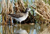 Wood Sandpiper