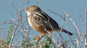 Zitting Cisticola