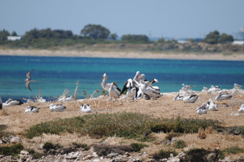 Australian Pelican etc on Penguin Island