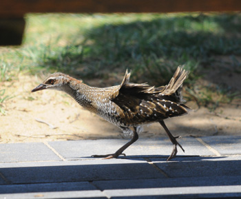 Buff-banded Rail picking up scraps under the pic-nic tables on Penguin Island