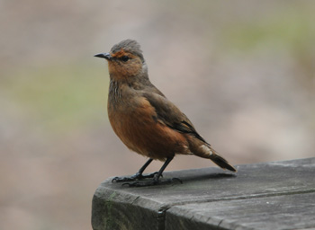 Rufous Treecreeper on the pic-nic benches at Porongurup National Park