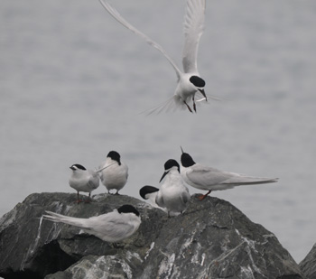 Action at the White-fronted Tern roost at Gulf Harbour