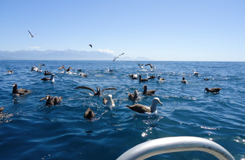 Kaikoura pelagic - sea birds everywhere!